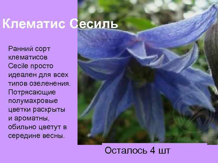 Клематис Сесиль Ранний сорт клематисов Cecile просто идеален для всех типов озеленения. Потрясающие полумахровые