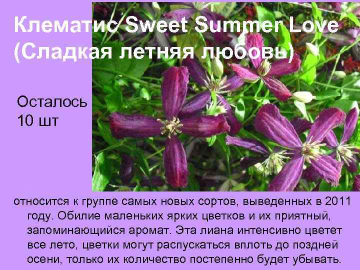 Клематис Sweet Summer Love (Сладкая летняя любовь) Осталось 10 шт относится к группе самых