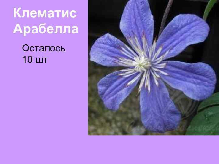 Клематис Арабелла Осталось 10 шт 