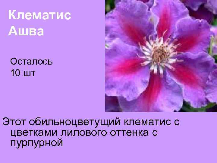 Клематис Ашва Осталось 10 шт Этот обильноцветущий клематис с цветками лилового оттенка с пурпурной