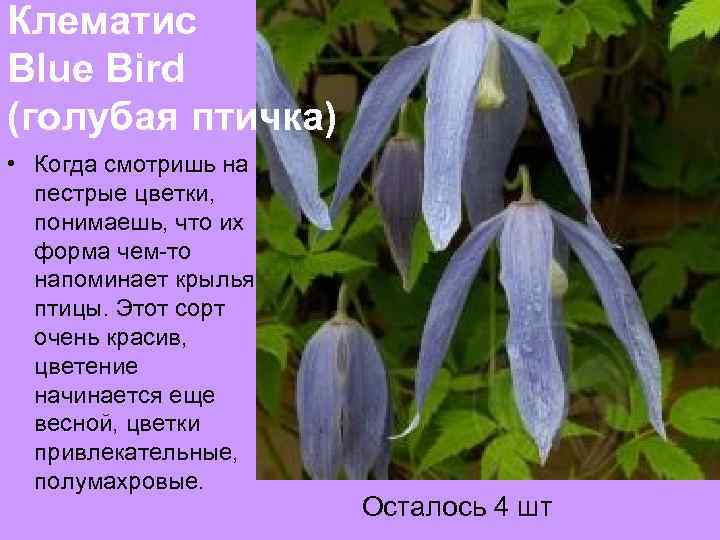 Клематис Blue Bird (голубая птичка) • Когда смотришь на пестрые цветки, понимаешь, что их