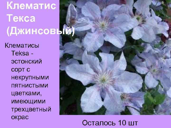 Клематис Текса (Джинсовый) Клематисы Teksa эстонский сорт с некрупными пятнистыми цветками, имеющими трехцветный окрас
