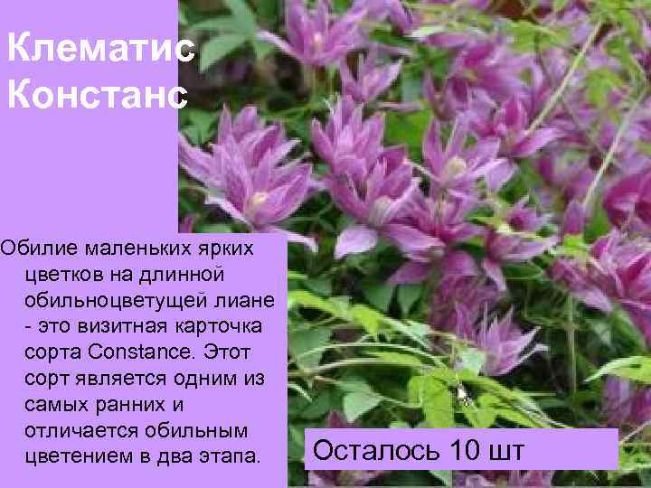 Клематис констанс фото и описание сорта