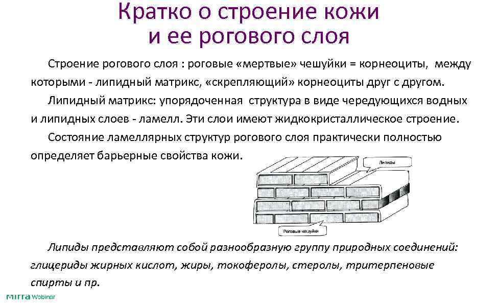 Кратко о строение кожи и ее рогового слоя Строение рогового слоя : роговые «мертвые»