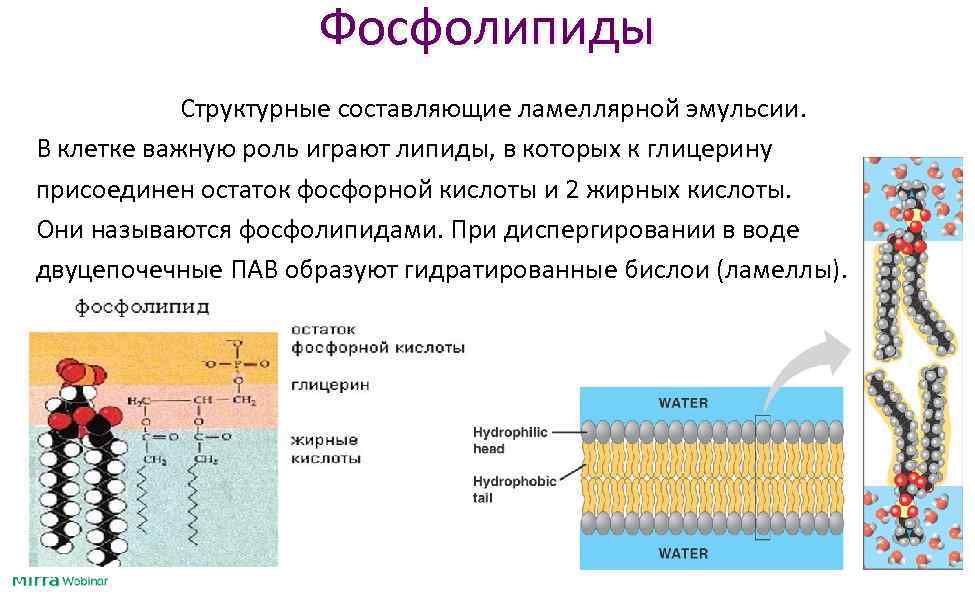 Фосфолипиды Cтруктурные составляющие ламеллярной эмульсии. В клетке важную роль играют липиды, в которых к