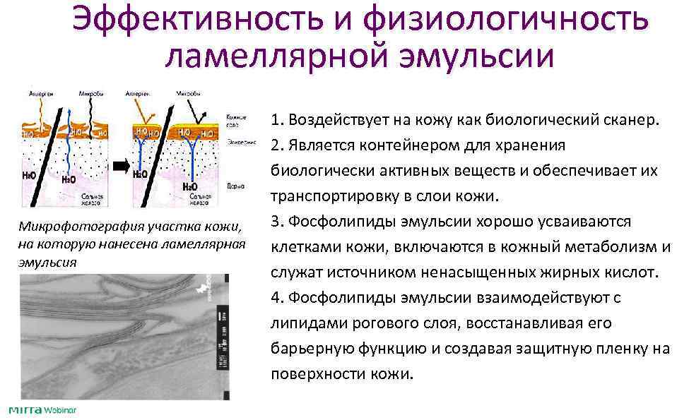 Эффективность и физиологичность ламеллярной эмульсии Микрофотография участка кожи, на которую нанесена ламеллярная эмульсия 1.