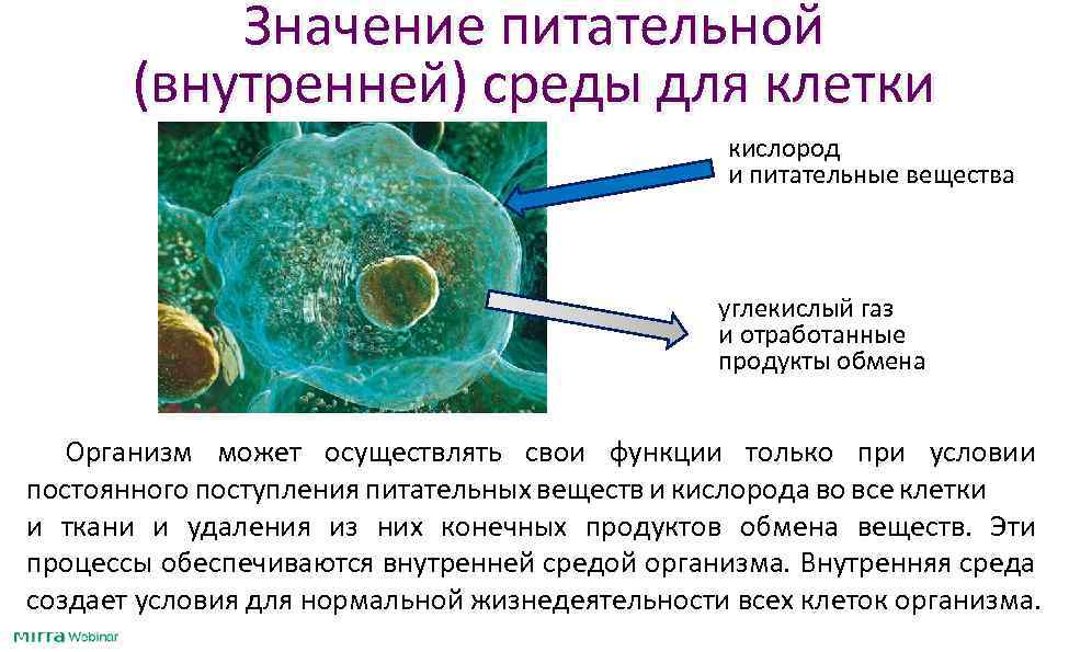 Значение питательной (внутренней) среды для клетки кислород и питательные вещества углекислый газ и отработанные