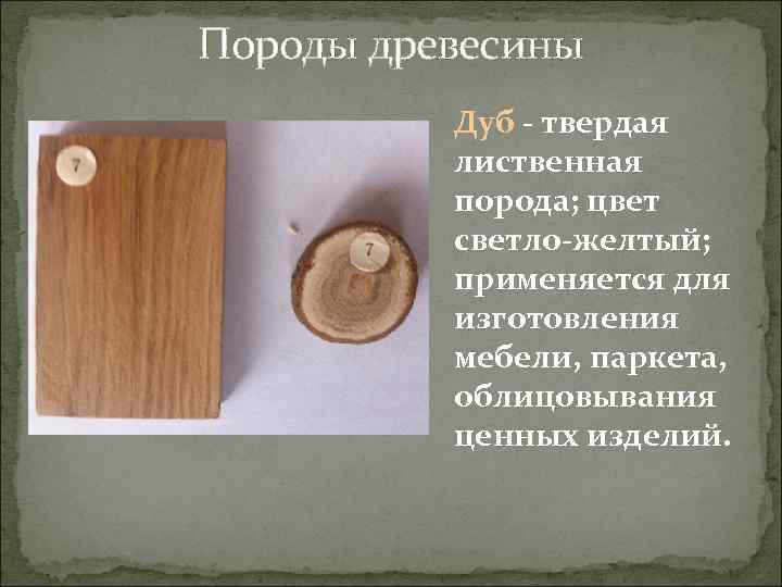 Породы древесины Дуб - твердая лиственная порода; цвет светло-желтый; применяется для изготовления мебели, паркета,