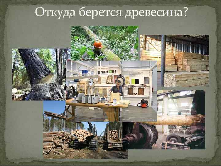 Откуда берется древесина? 