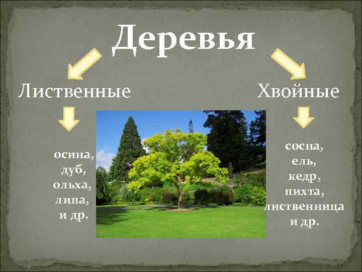 Деревья Лиственные осина, дуб, ольха, липа, и др. Хвойные сосна, ель, кедр, пихта, лиственница
