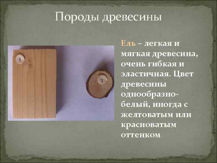 Породы древесины Ель – легкая и мягкая древесина, очень гибкая и эластичная. Цвет древесины