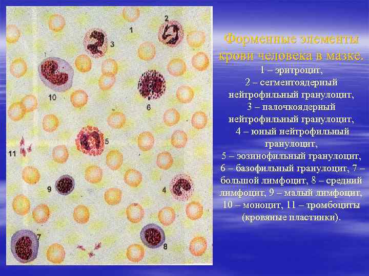 Форменные элементы крови человека в мазке. 1 – эритроцит, 2 – сегментоядерный нейтрофильный гранулоцит,