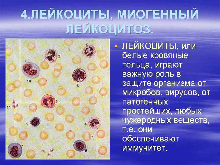 4. ЛЕЙКОЦИТЫ, МИОГЕННЫЙ ЛЕЙКОЦИТОЗ. § ЛЕЙКОЦИТЫ, или белые кровяные тельца, играют важную роль в