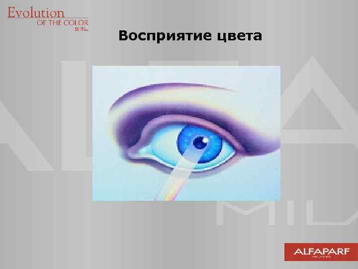 Восприятие цвета 