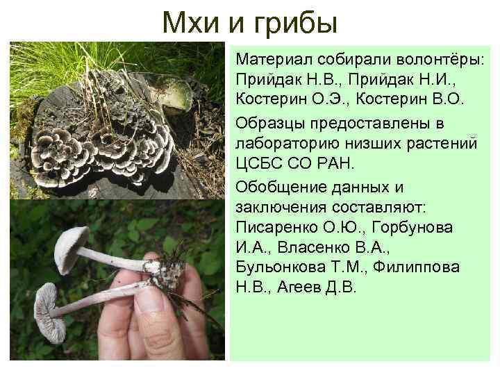 Мхи и грибы Материал собирали волонтёры: Прийдак Н. В. , Прийдак Н. И. ,