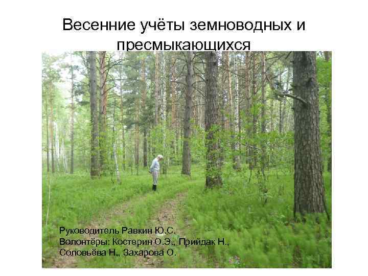 Весенние учёты земноводных и пресмыкающихся Руководитель Равкин Ю. С. Волонтёры: Костерин О. Э. ,