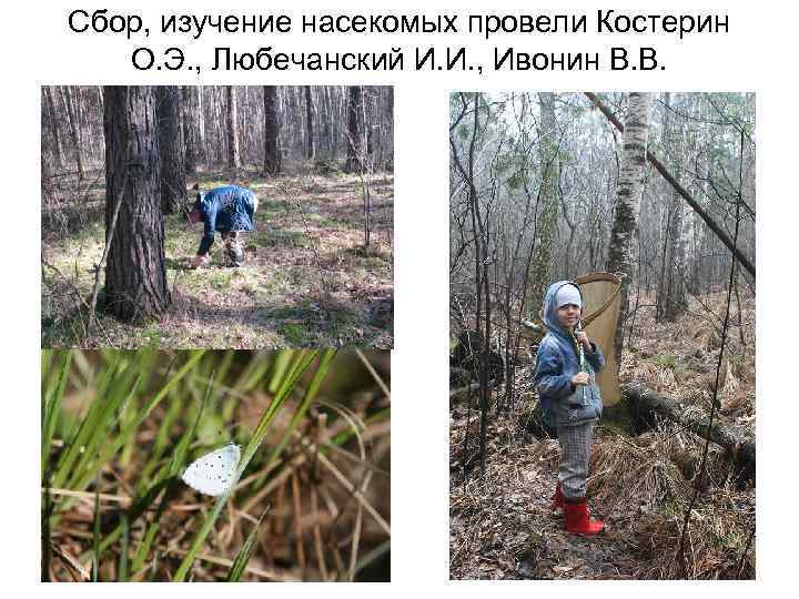 Сбор, изучение насекомых провели Костерин О. Э. , Любечанский И. И. , Ивонин В.