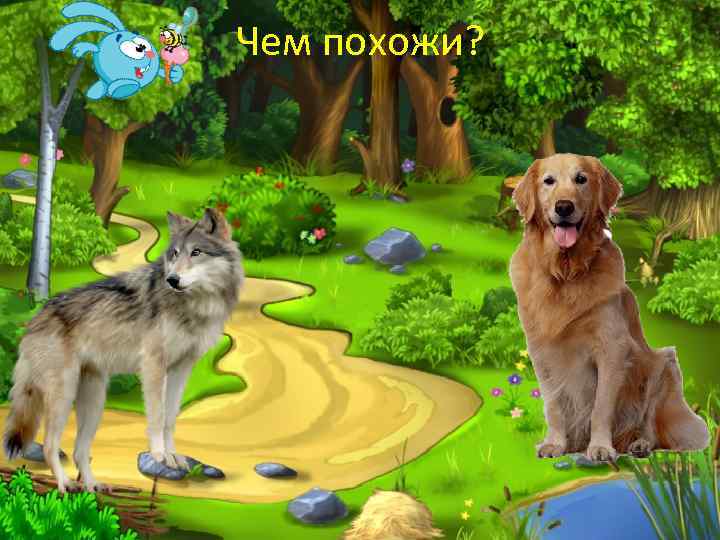 Чем похожи? 