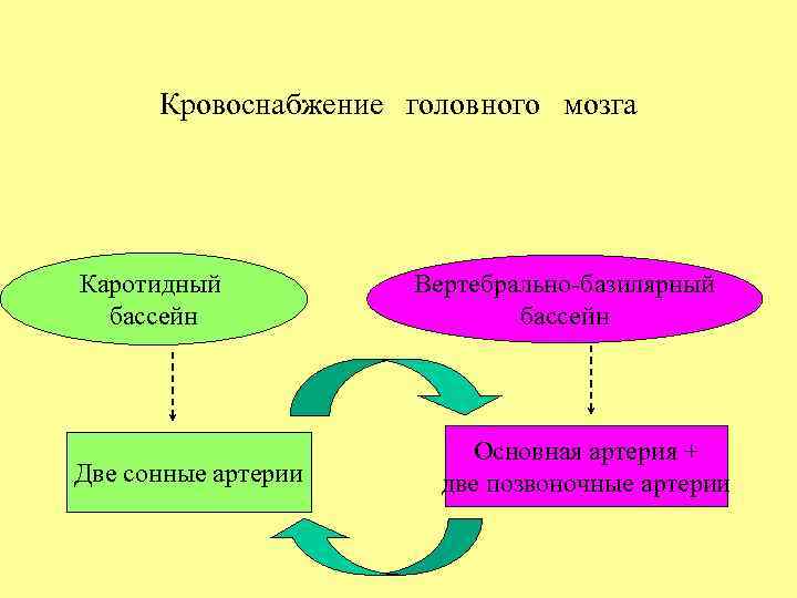 Кровоснабжение головного мозга Каротидный бассейн Две сонные артерии Вертебрально-базилярный бассейн Основная артерия + две