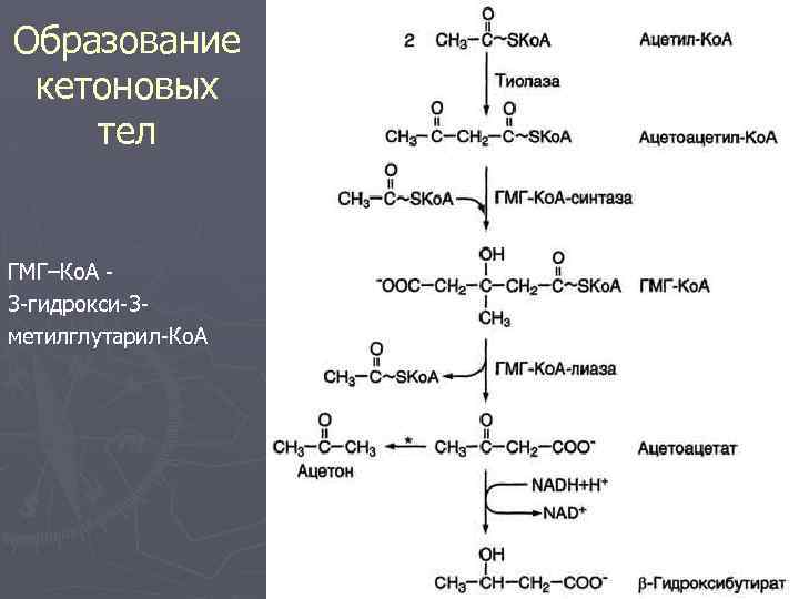 Образование кетоновых тел ГМГ–Ко. А 3 -гидрокси-3 метилглутарил-Ко. А 