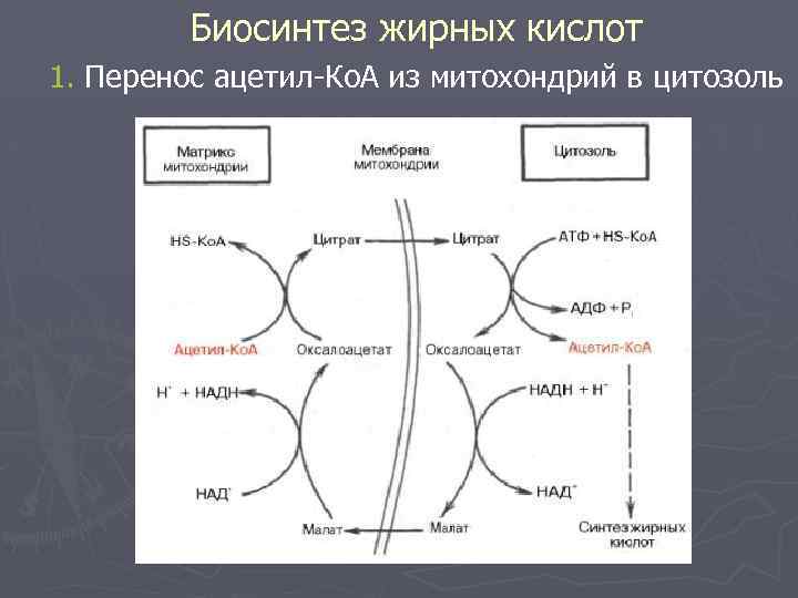 Биосинтез жирных кислот 1. Перенос ацетил-Ко. А из митохондрий в цитозоль 