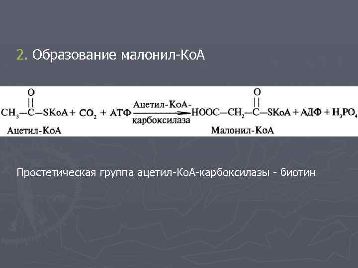2. Образование малонил-Ко. А Простетическая группа ацетил-Ко. А-карбоксилазы - биотин 