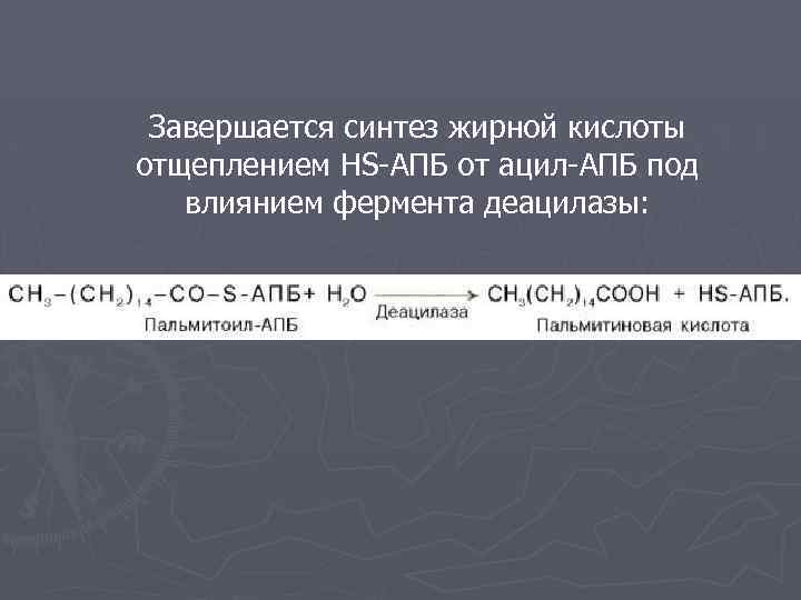 Завершается синтез жирной кислоты отщеплением HS-АПБ от ацил-АПБ под влиянием фермента деацилазы: 