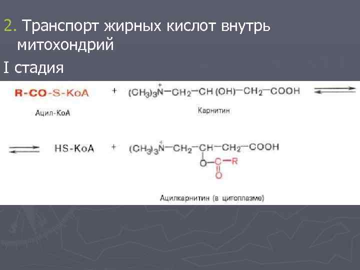 2. Транспорт жирных кислот внутрь митохондрий I стадия 