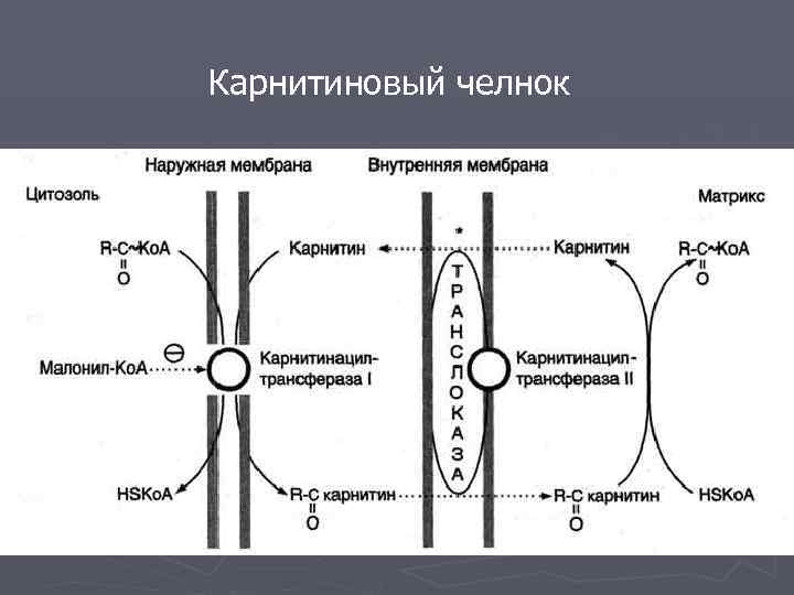 Карнитиновый челнок 