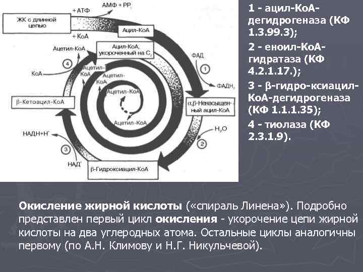 1 - ацил-Ко. Адегидрогеназа (КФ 1. 3. 99. 3); 2 - еноил-Ко. Агидратаза (КФ