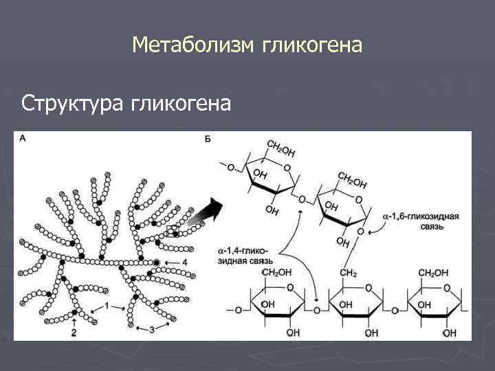 Метаболизм гликогена Структура гликогена 