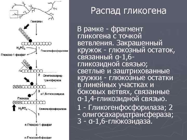 Распад гликогена В рамке - фрагмент гликогена с точкой ветвления. Закрашенный кружок - глюкозный