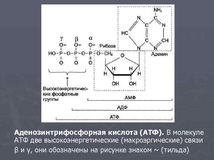 Аденозинтрифосфорная кислота (АТФ). В молекуле АТФ две высокоэнергетические (макроэргические) связи β и γ, они