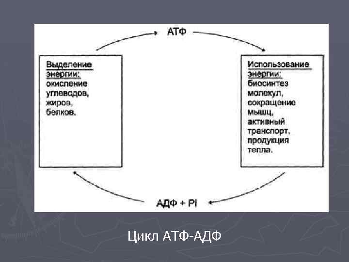 Цикл АТФ-АДФ 