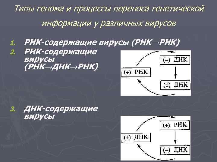 Типы генома и процессы переноса генетической информации у различных вирусов 1. 2. РНК-содержащие вирусы