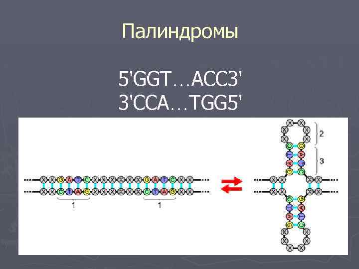 Палиндром биология. Палиндромная последовательность ДНК. Палиндром это в генетике. Палиндром генетика.