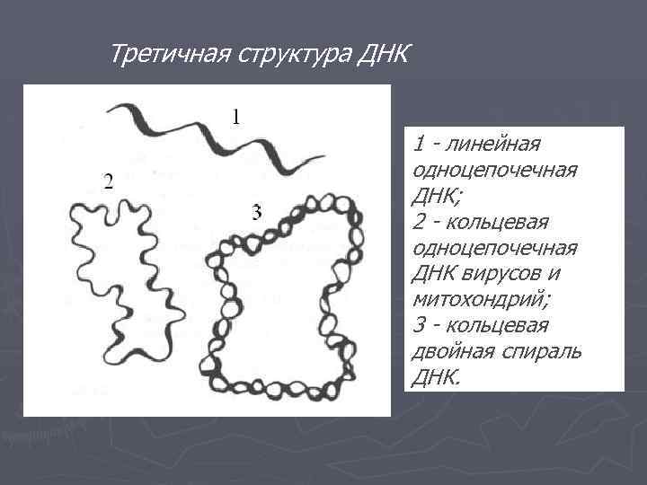 Кольцевая молекула днк. Третичная структура ДНК прокариот. Линейное строение ДНК. Линейная структура ДНК. Кольцевая структура ДНК.