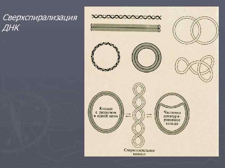 Сверхспирализация ДНК 