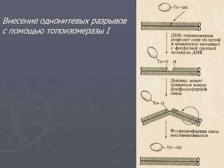 Внесение однонитевых разрывов с помощью топоизомеразы I 