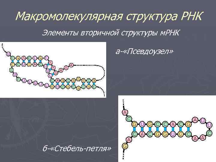 Макромолекулярная структура РНК Элементы вторичной структуры м. РНК а- «Псевдоузел» б- «Стебель-петля» 