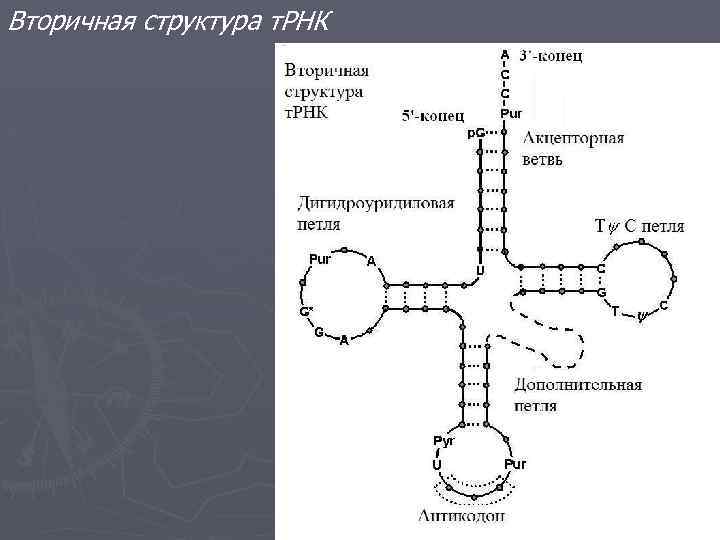 Строение трнк схема