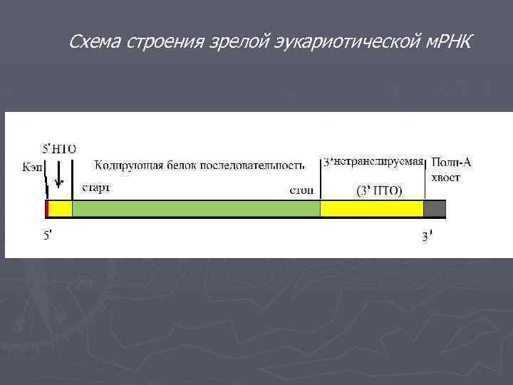 Схема строения зрелой эукариотической м. РНК 