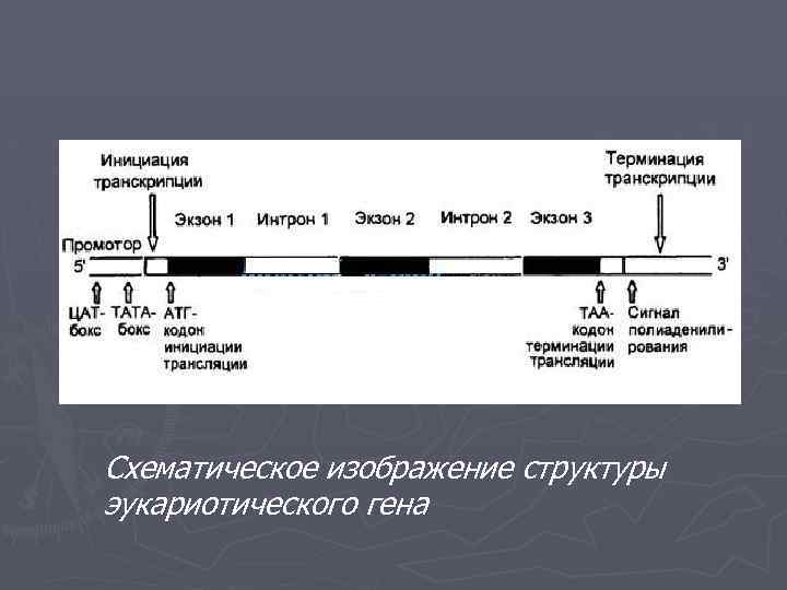 Схематическое изображение структуры эукариотического гена 