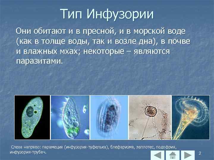 Тип Инфузории Они обитают и в пресной, и в морской воде (как в толще