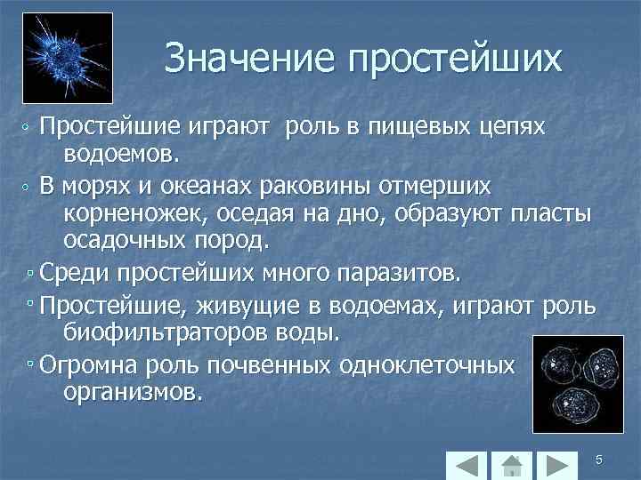 Значение простейших Простейшие играют роль в пищевых цепях водоемов. В морях и океанах раковины