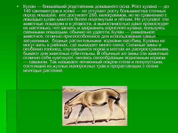 § Кулан — ближайший родственник домашнего осла. Рост кулана — до 140 сантиметров в