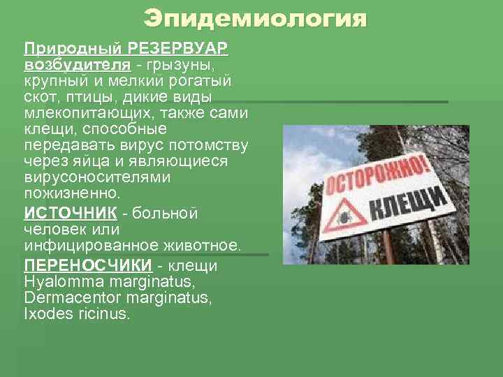Эпидемиология Природный РЕЗЕРВУАР возбудителя грызуны, крупный и мелкий рогатый скот, птицы, дикие виды млекопитающих,