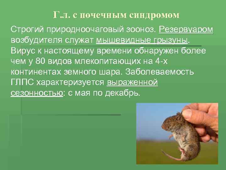 Г. л. с почечным синдромом Строгий природноочаговый зооноз. Резервуаром возбудителя служат мышевидные грызуны. Вирус