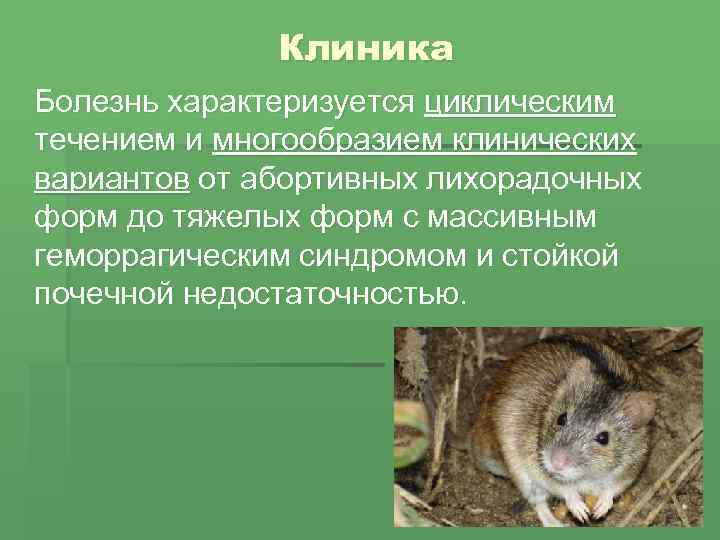 Клиника Болезнь характеризуется циклическим течением и многообразием клинических вариантов от абортивных лихорадочных форм до