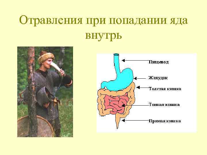 Пищеварительный канал человека пищевод биоценоз